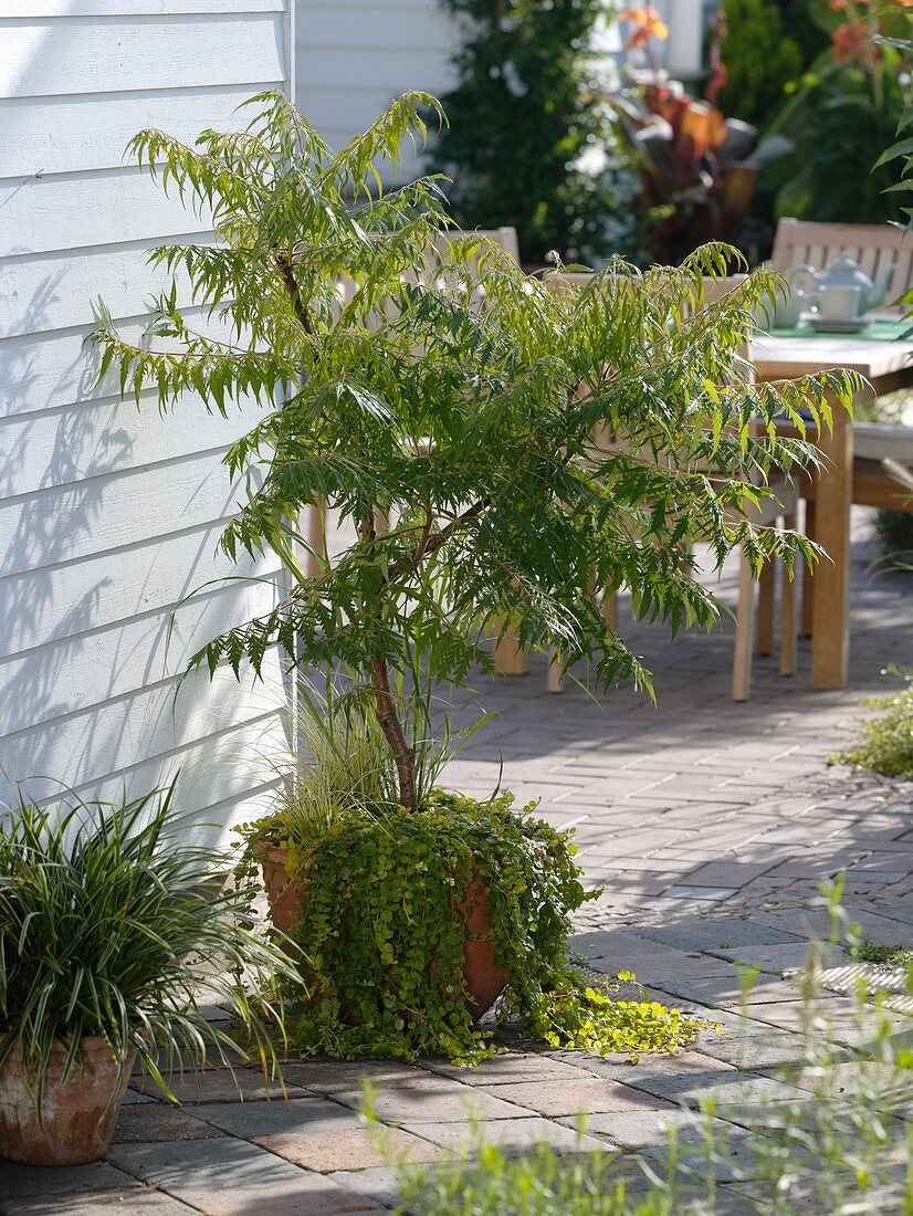 Rhus typhina 'Dissecta' (Geschlitztblättriger Essigbaum, Farnwedelsumach)