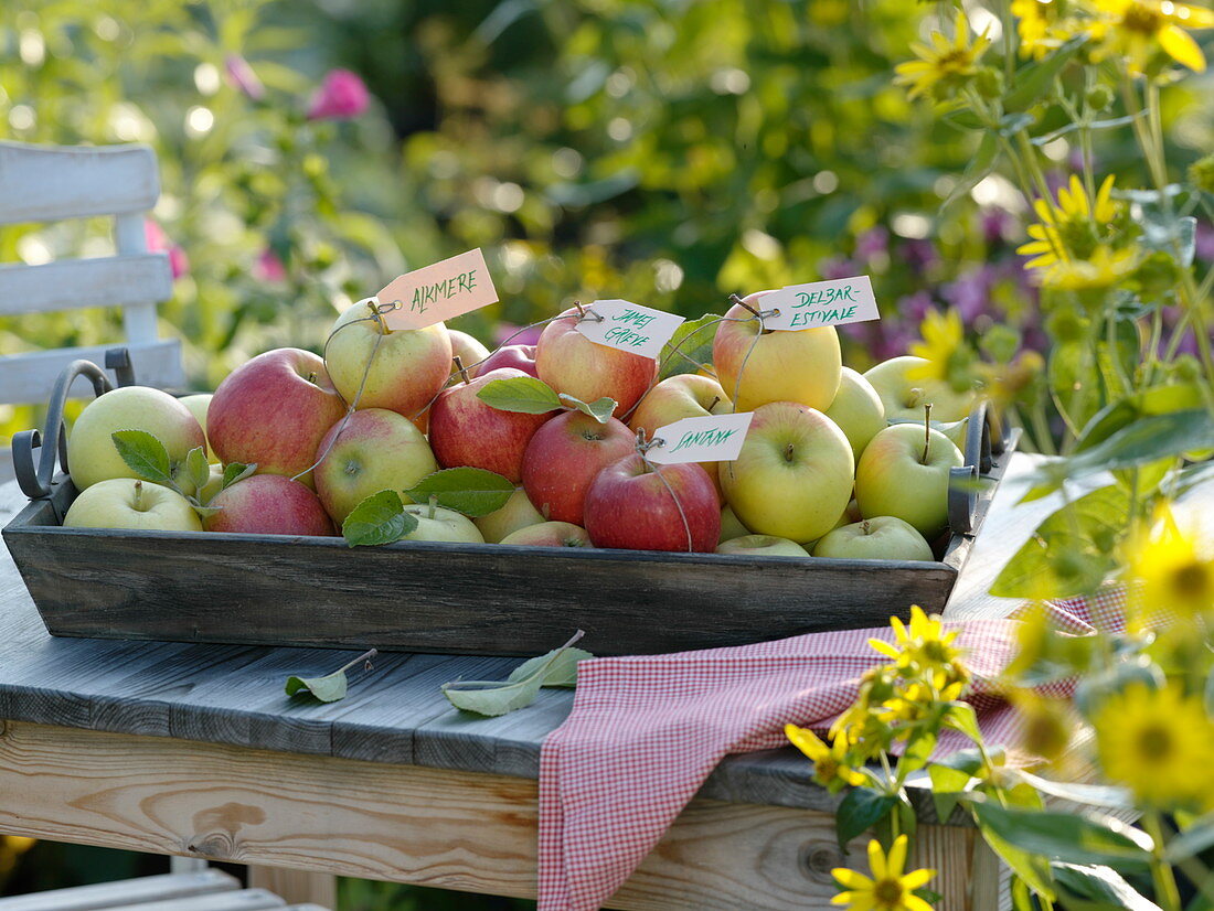 Tray of various apple varieties labeled by trailers