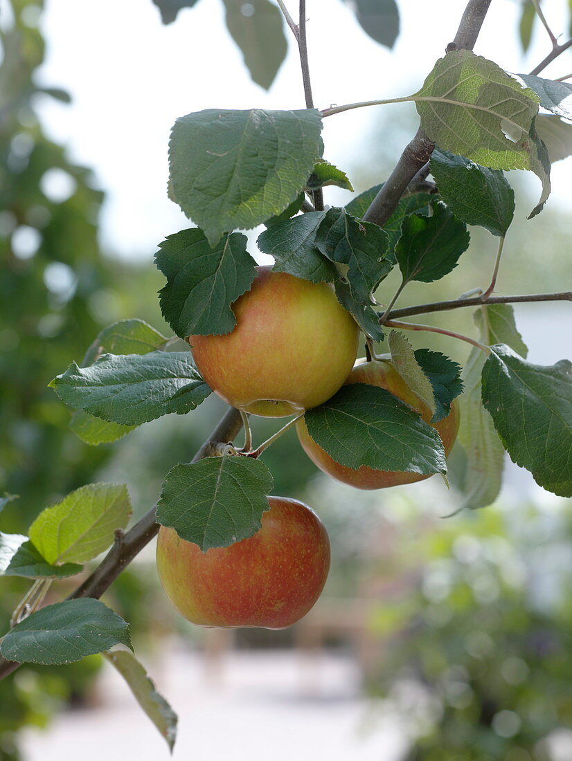 Malus 'Elstar' (Apfel)