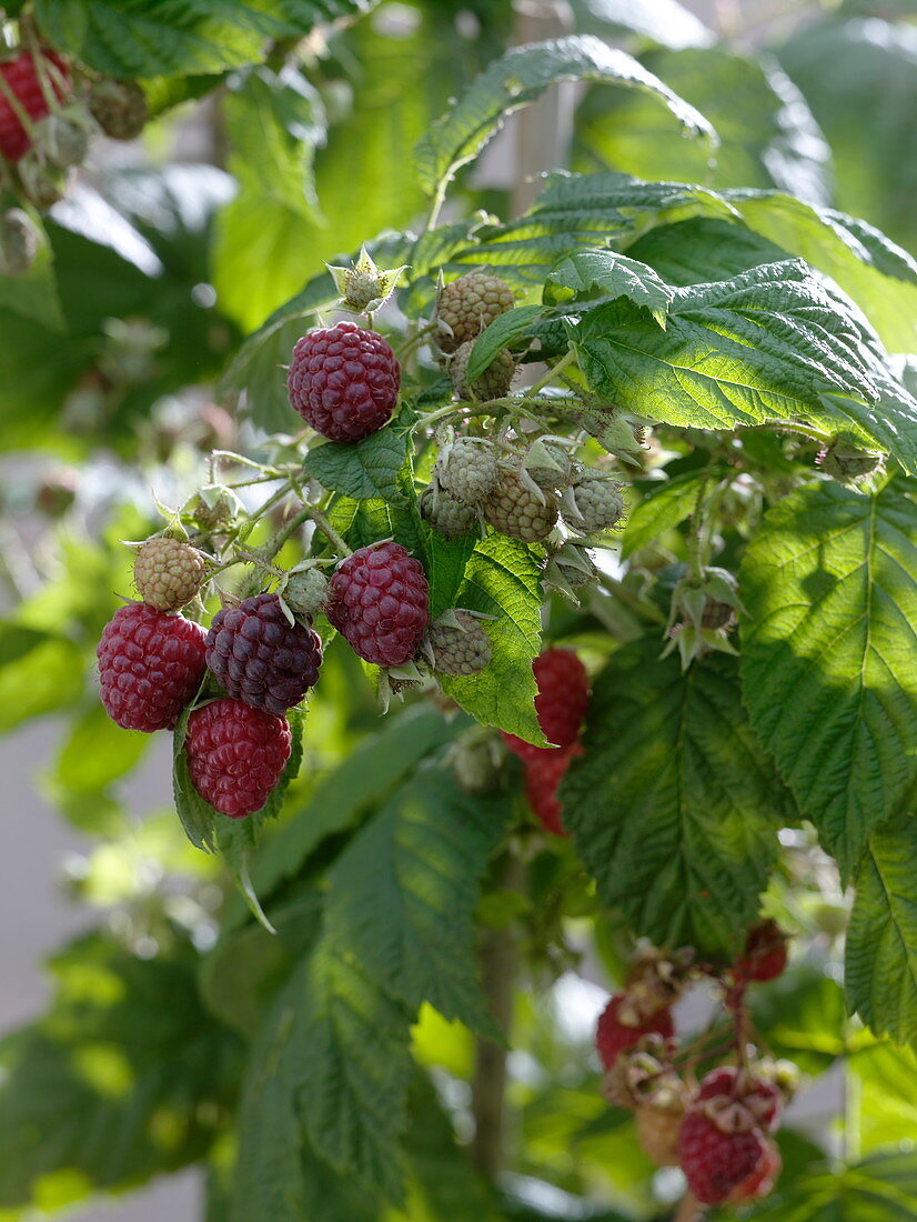 Rubus 'Sanibelle' (raspberry)