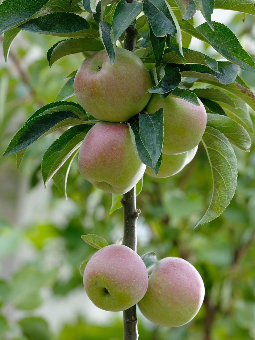 Malus Starline 'Green Fink' (Säulenapfel)