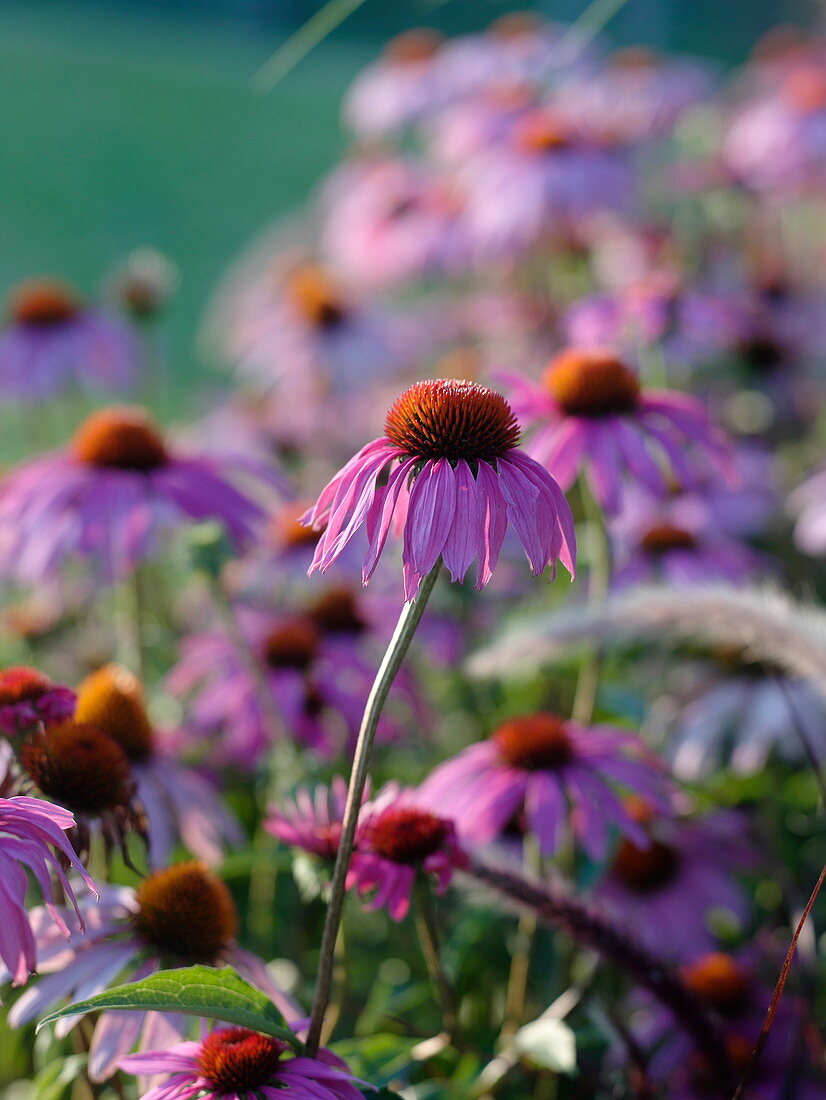 Echinaccea purpurea (Red coneflower)