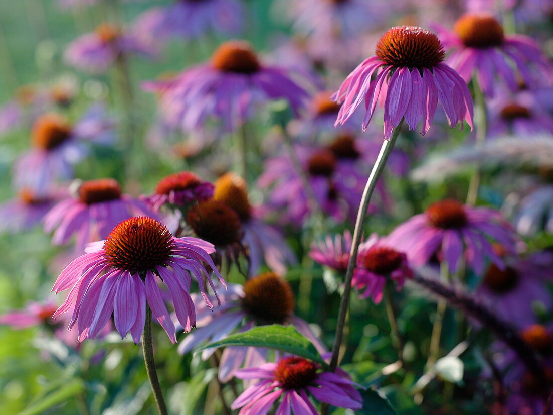 Echinaccea purpurea (Red coneflower)