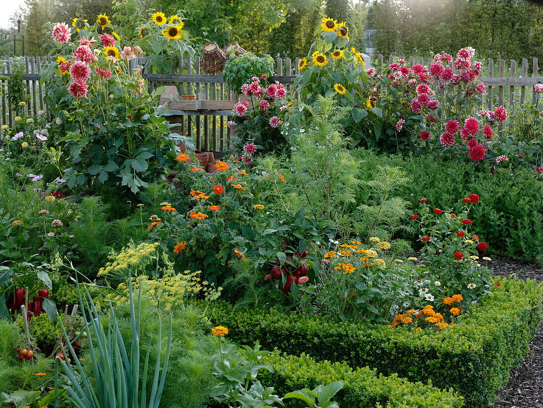 Spätsommer im Bauerngarten