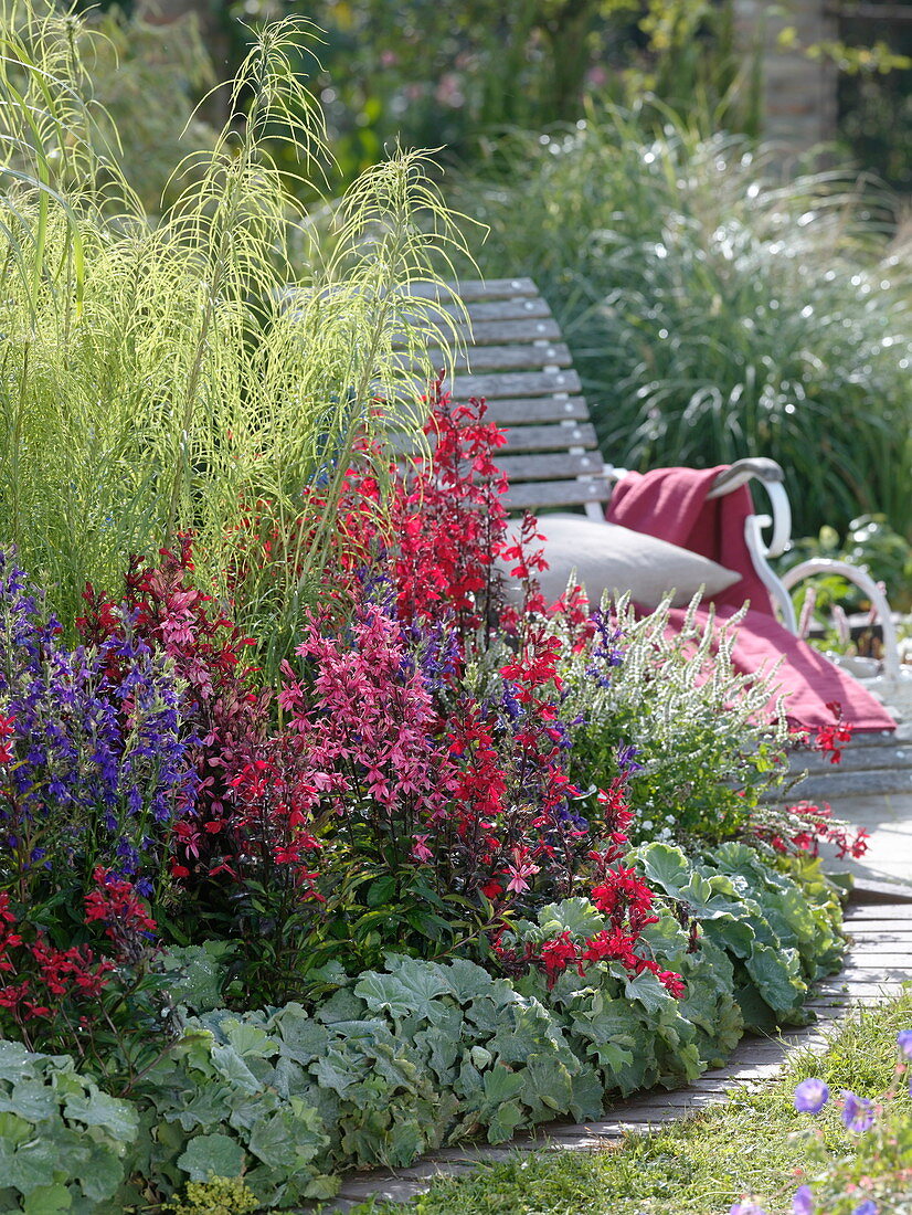 Halbrundes Beet mit Lobelia 'Fan', 'Kompliment' (Staudenmännertreu)