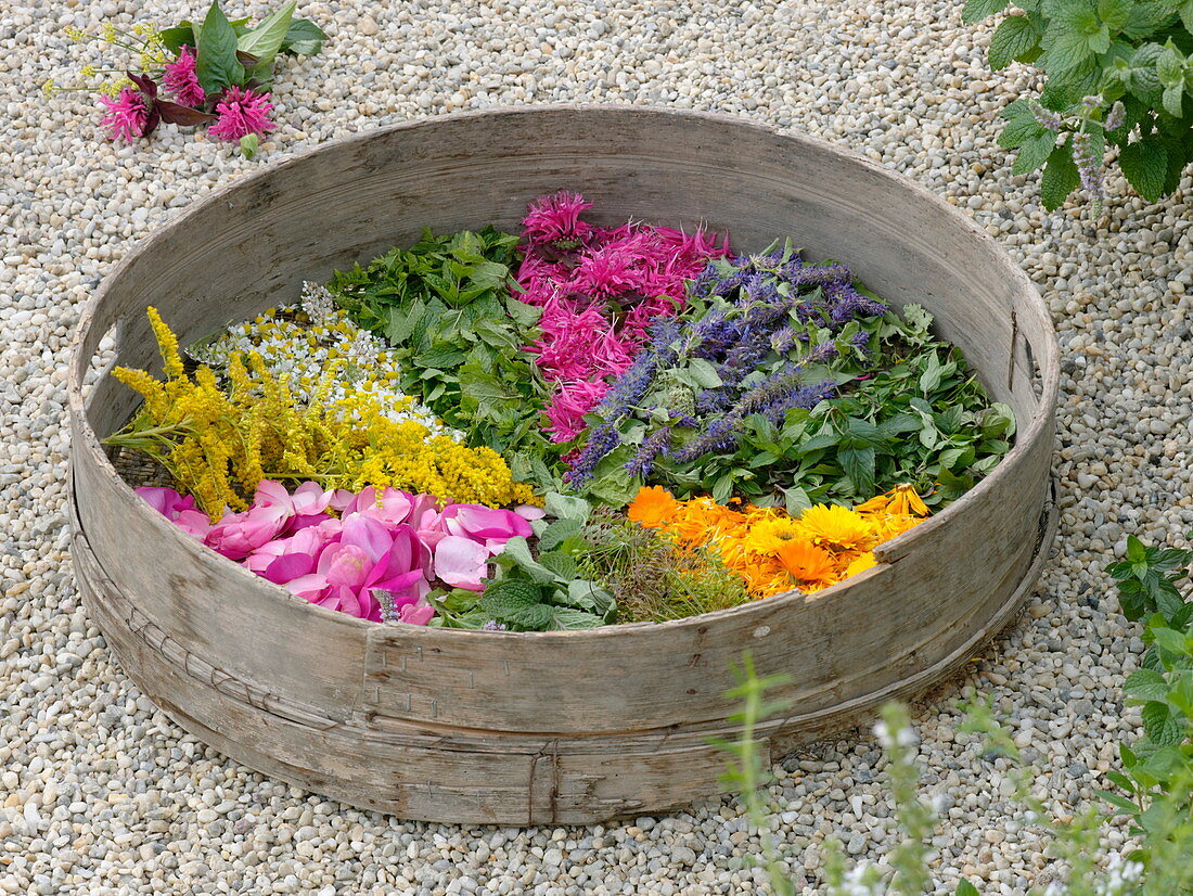 Trockensieb mit Blüten und Blättern von Tee- und Duftkräutern
