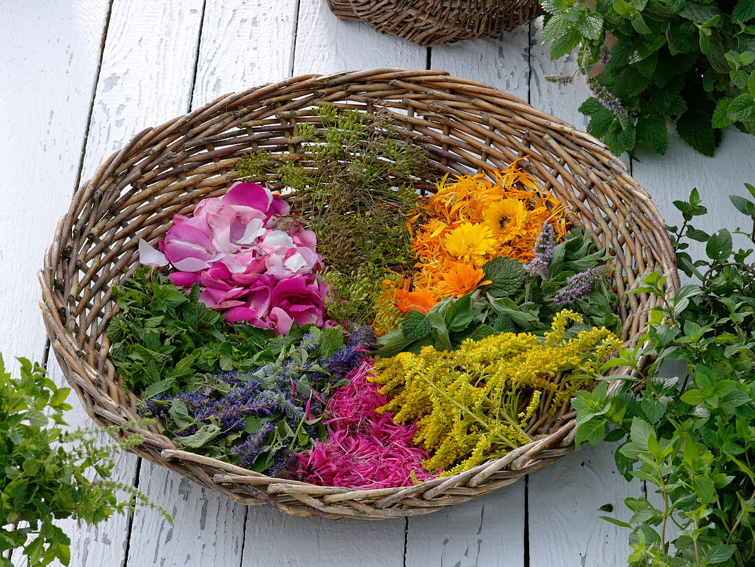 Weidenkorb mit Blüten und Blättern von Tee- und Duftkräutern