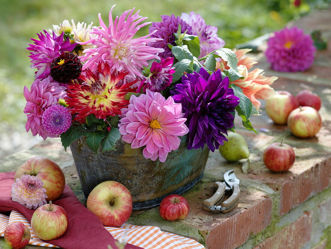 Dahlia (Dahlien) in Jardiniere auf Mauer