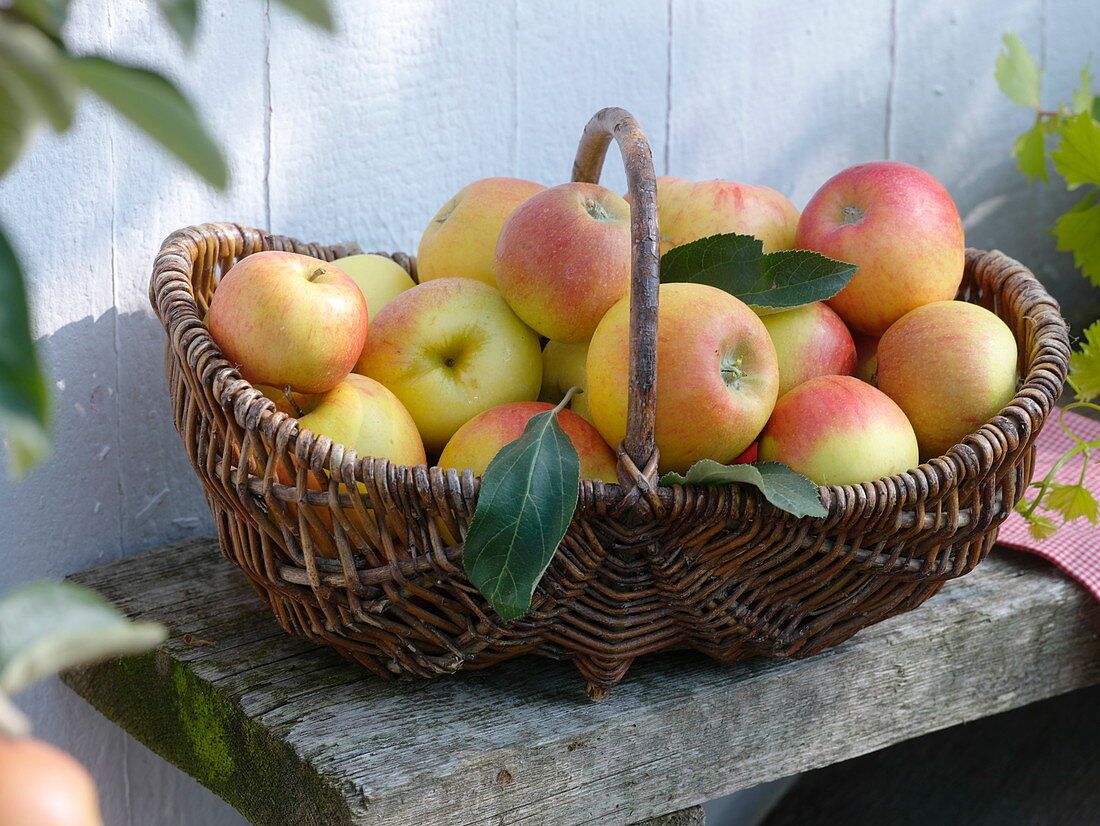 Basket of 'James Grieve' apples