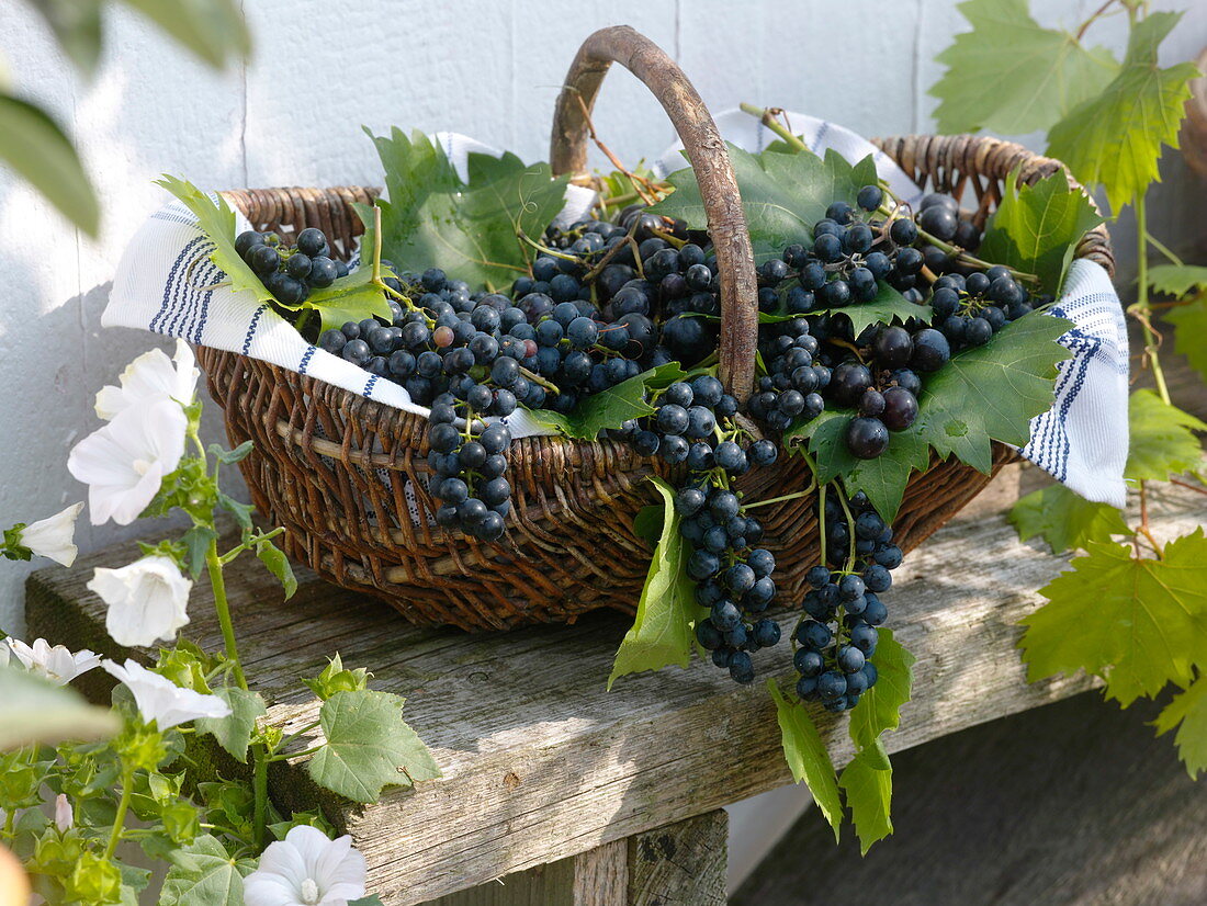 Frisch geerntete Weintrauben (Vitis vinifera) in Henkel-Korb