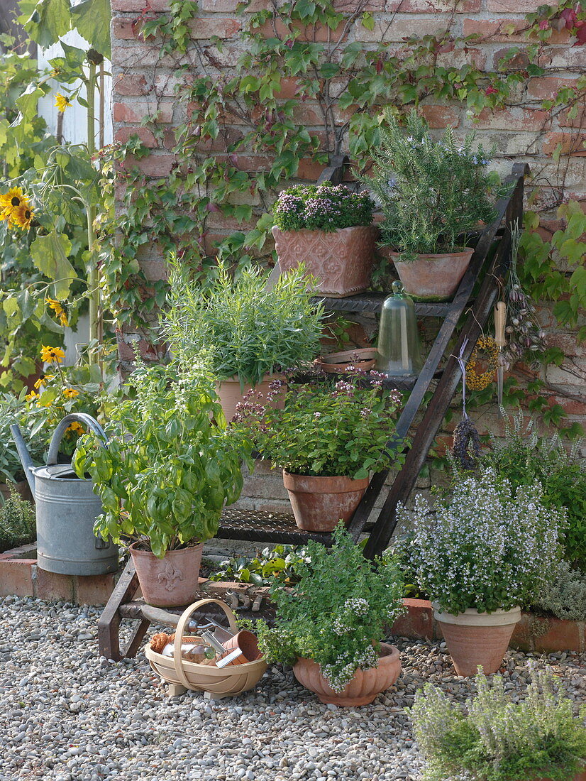 Herbs in terracotta pots on iron stairs