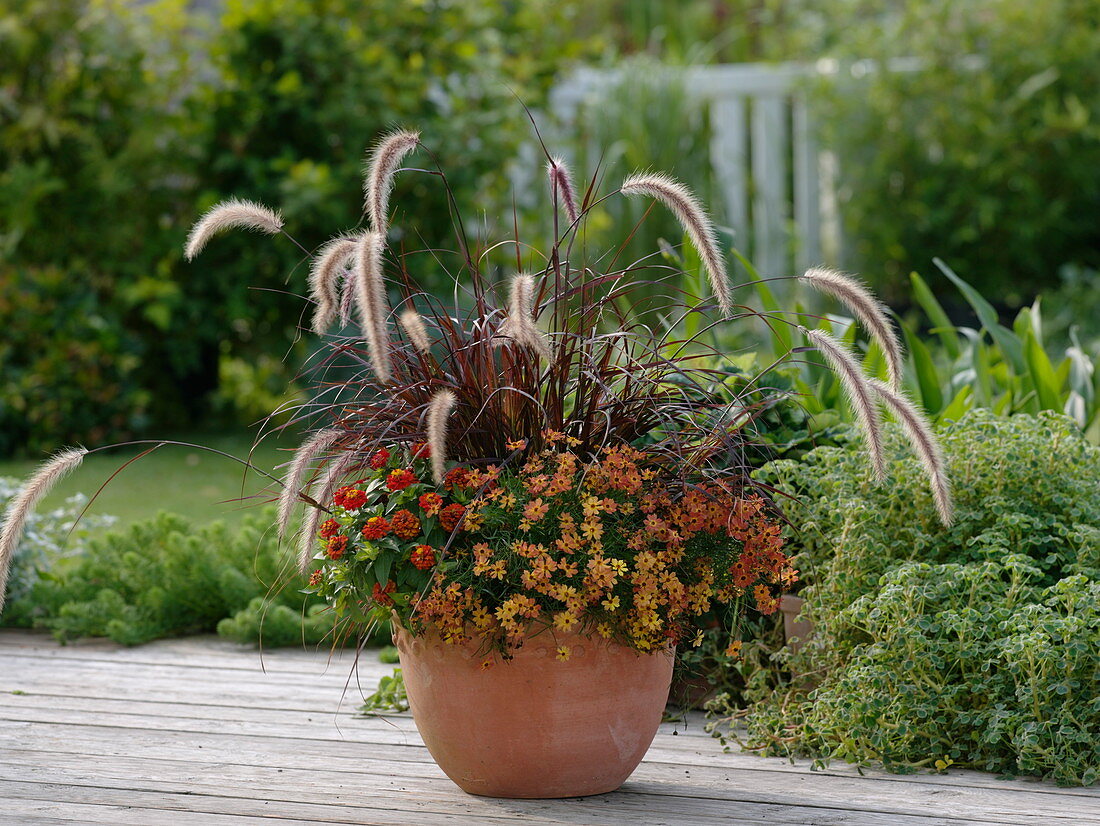 Terracotta bucket with Pennisetum 'Rubrum' (red feathered grass)