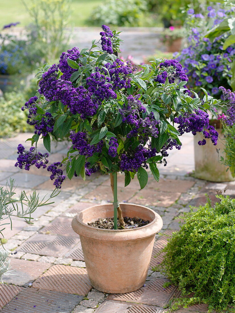 Heliotropium arborescens (Vanilleblume) als Stämmchen gezogen