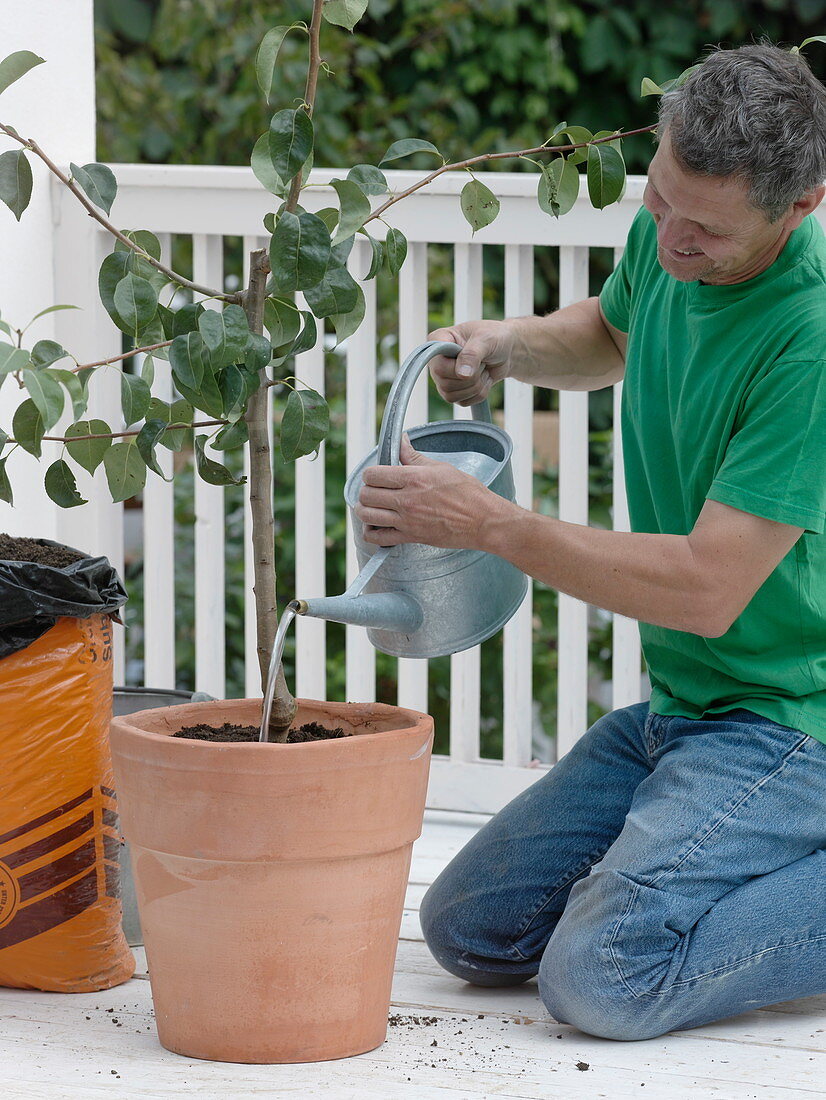 Transplant pear tree into terracotta tubs