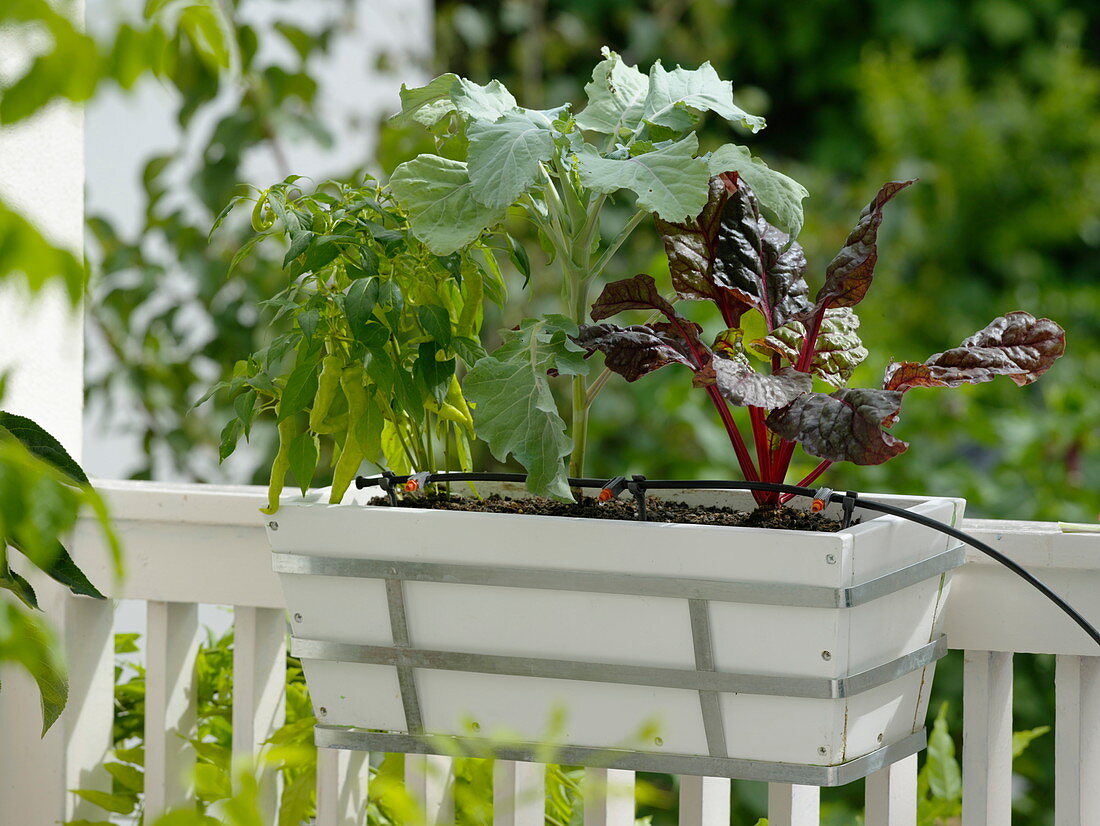 Tröpfchenbewässerung für Gemüse im Balkonkasten