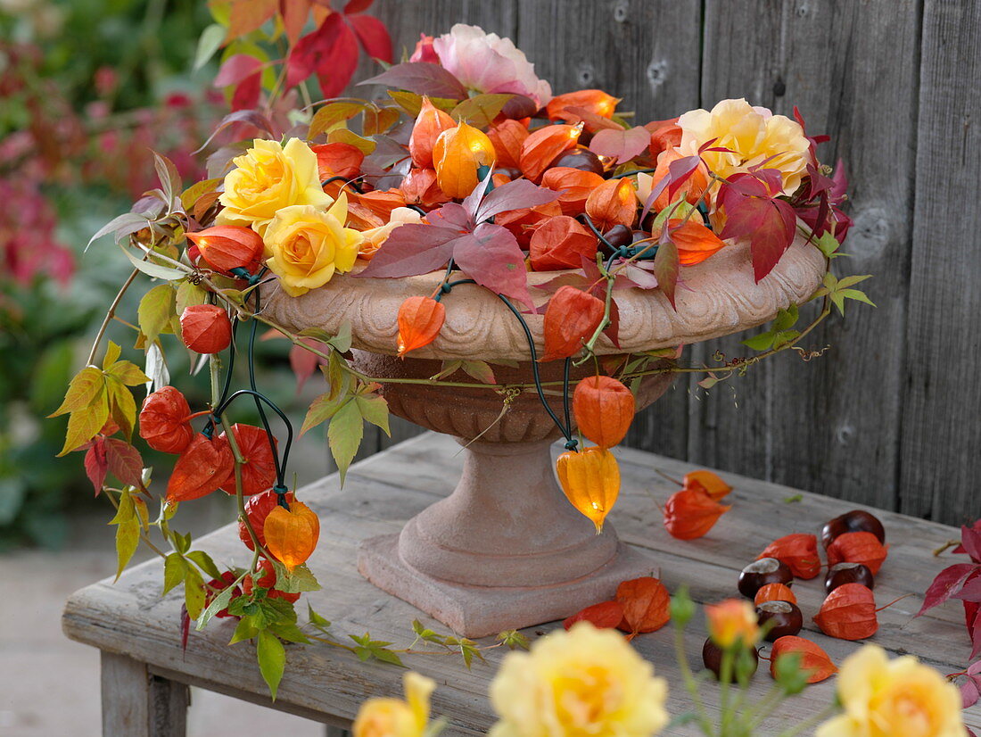 Terracottaschale mit Fuß gefüllt mit Rosen und Lichterkette aus Physalis