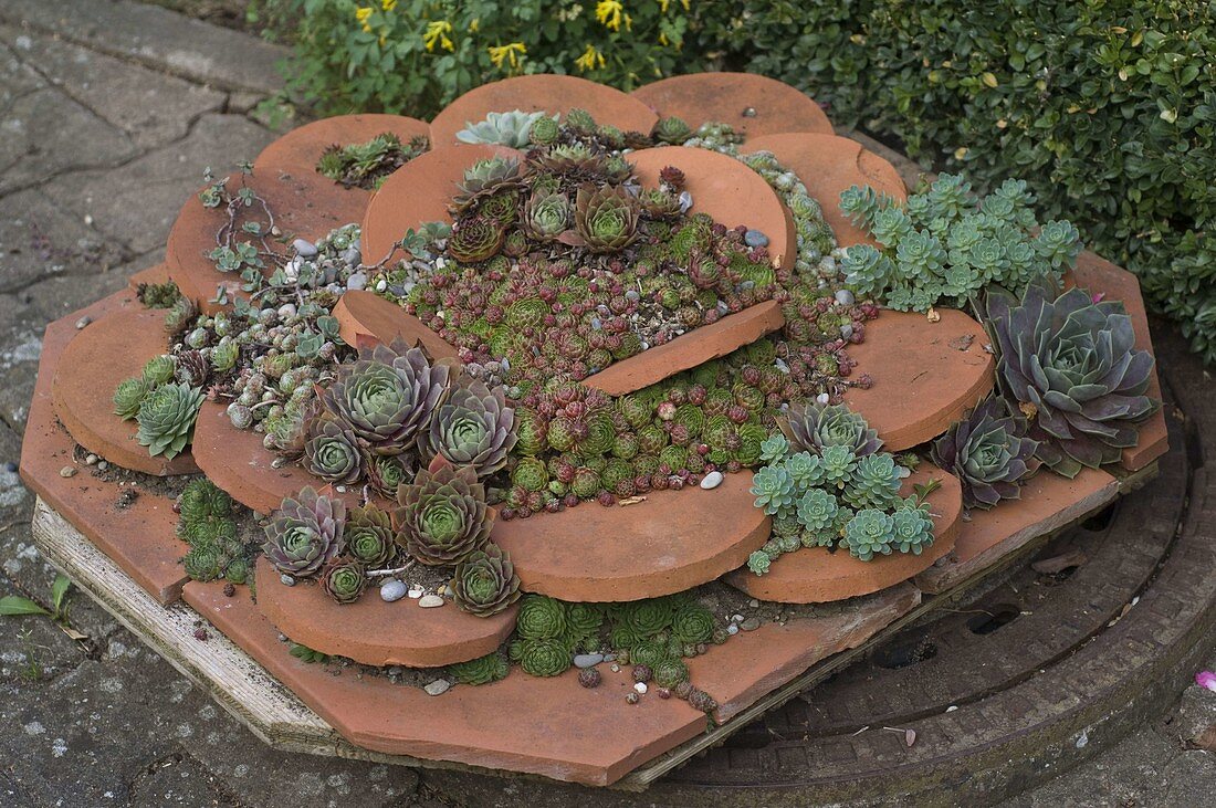 Roof tiles planted with houseleeks and stonecrop
