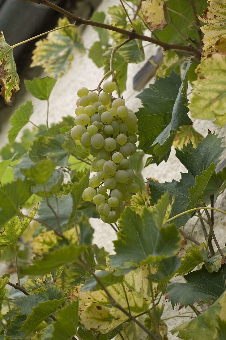 weiße Weintraube 'Theresa' (Vitis vinifera)