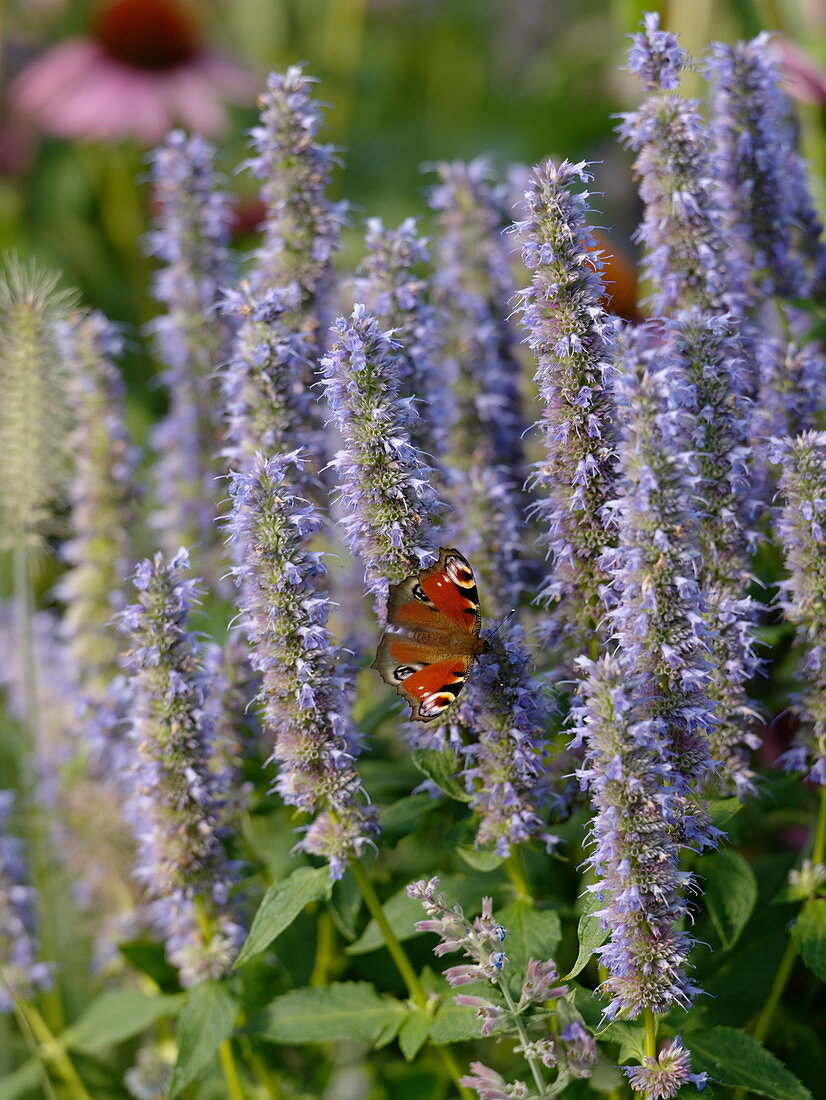 Agastache foeniculum (Anis-Ysop, Duftnessel) mit Tagpfauenauge