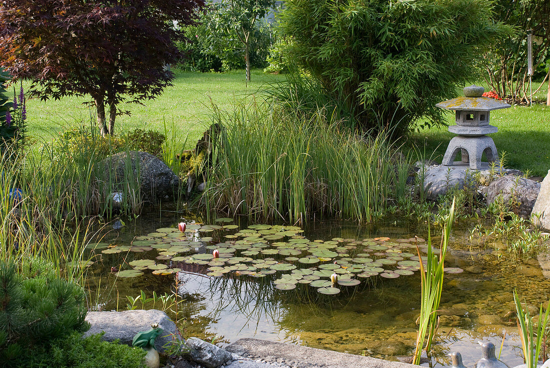 Kleiner natürlich angelegter Teich mit Nymphaea (Seerose)