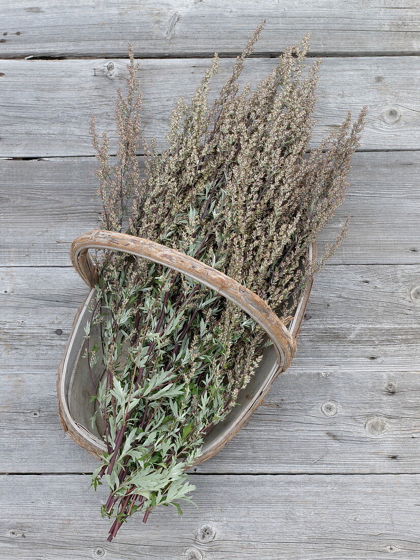 Frisch geernteter Beifuß (Artemisia vulgaris)