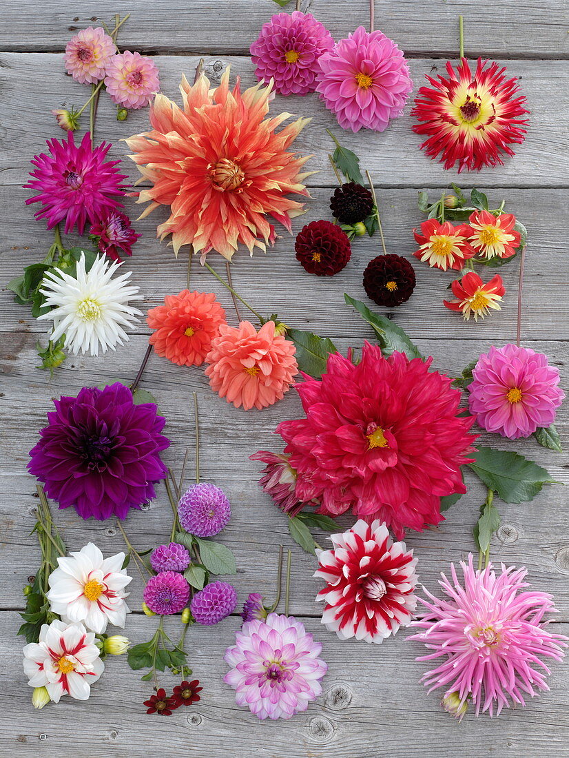 Board with various dahlia blossoms