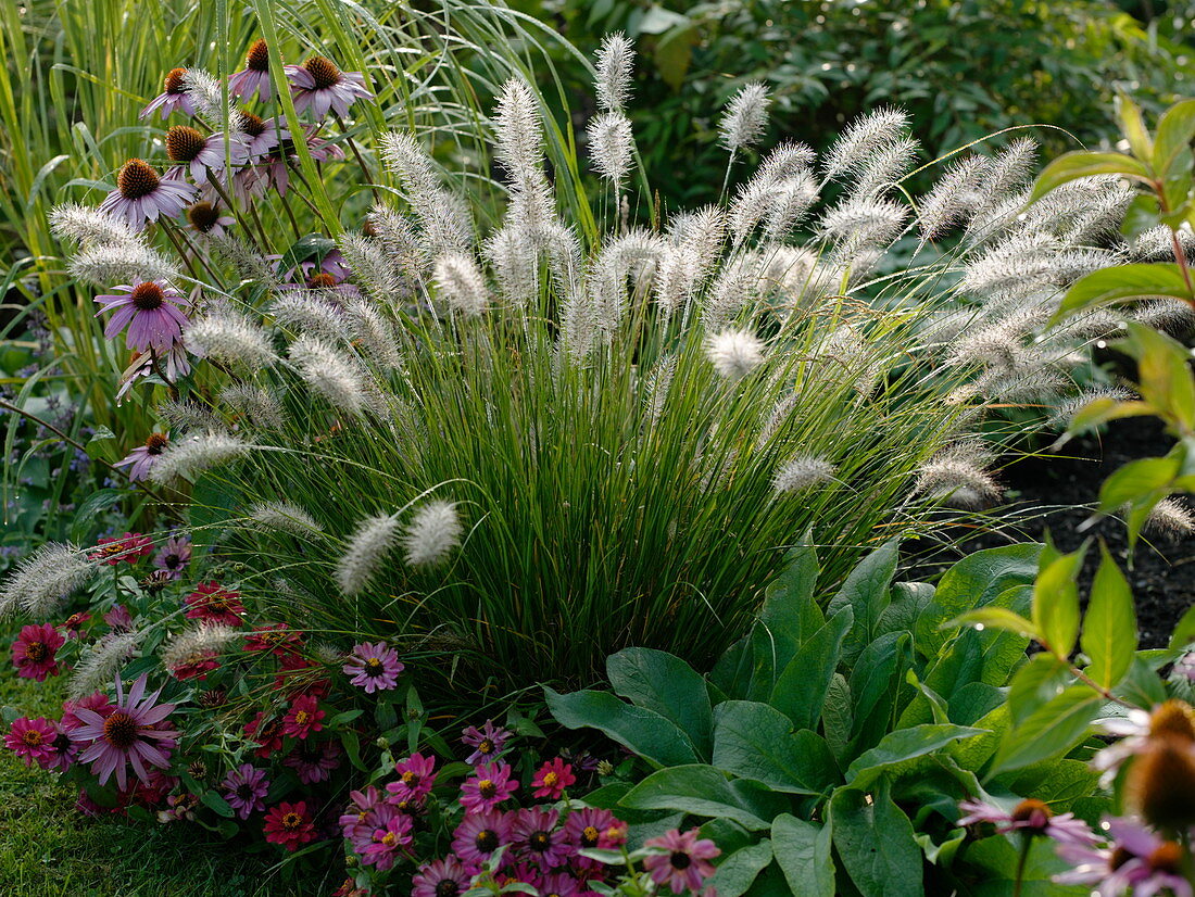 Pennisetum alopecuroides 'Hameln' (foxtail fountain grass)