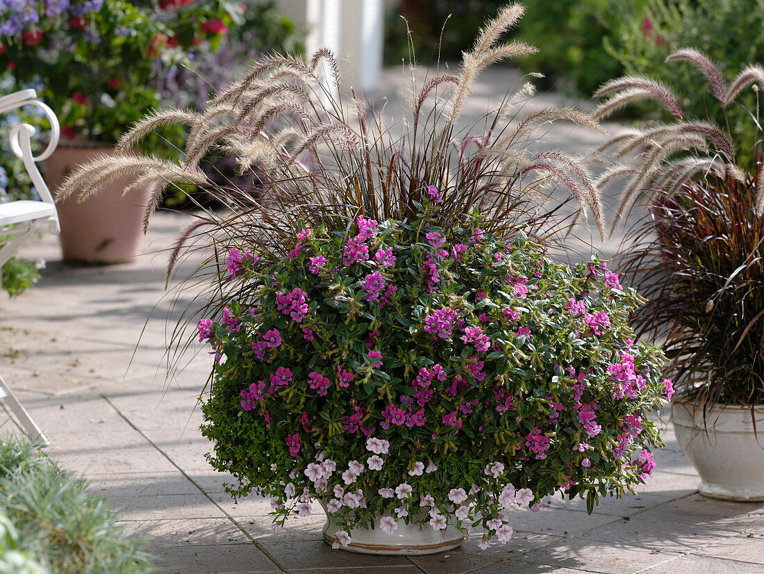 Cuphea llavea Vienco 'Purple-Pink' (Köcherblümchen), Calibrachoa Million