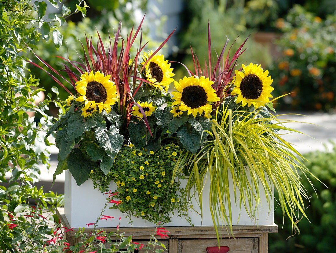 Weißer Kasten mit Sonnenblumen und Gräsern