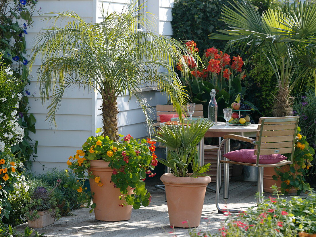 Palmen auf der Terrasse am Haus