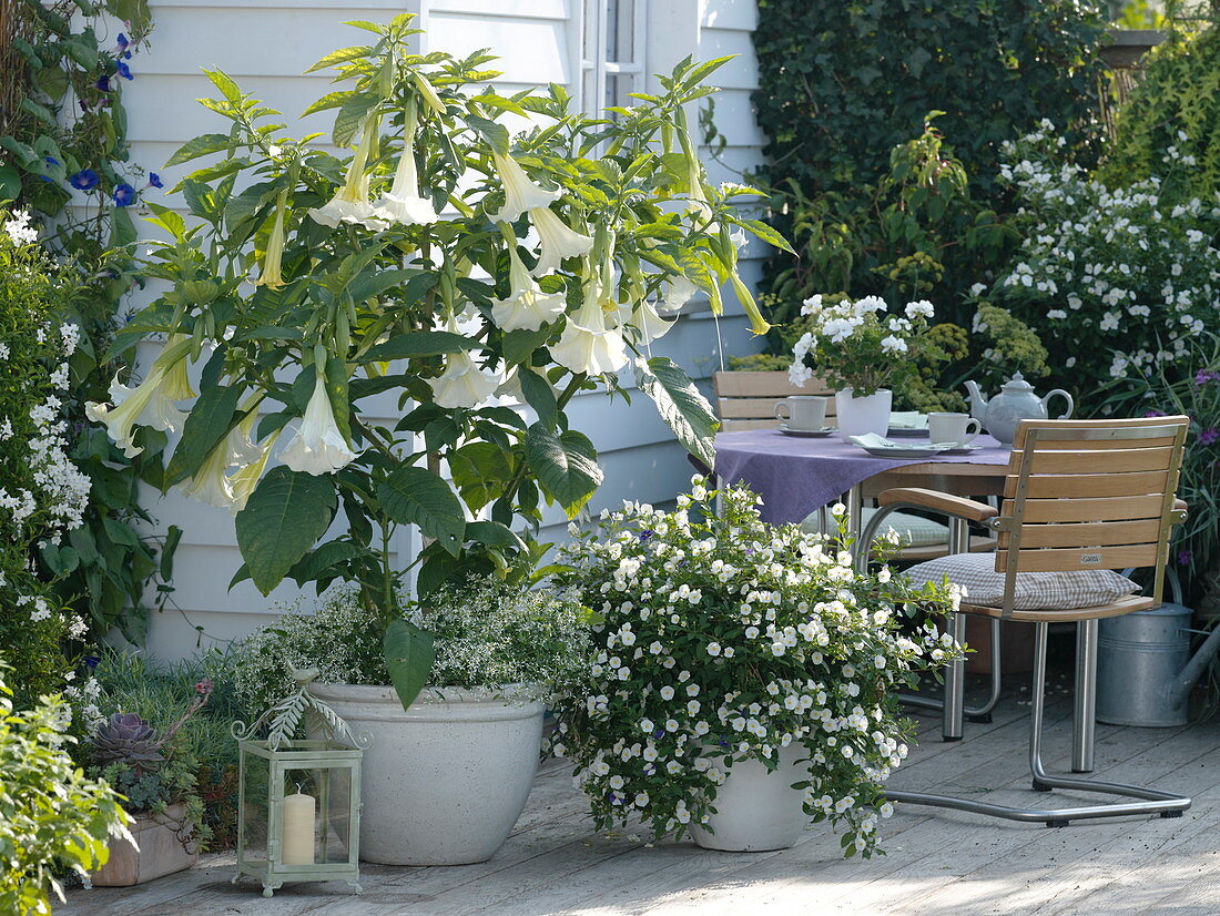 White angel trumpet on the terrace