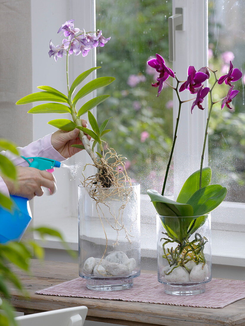 Orchids are sprayed with water at the roots