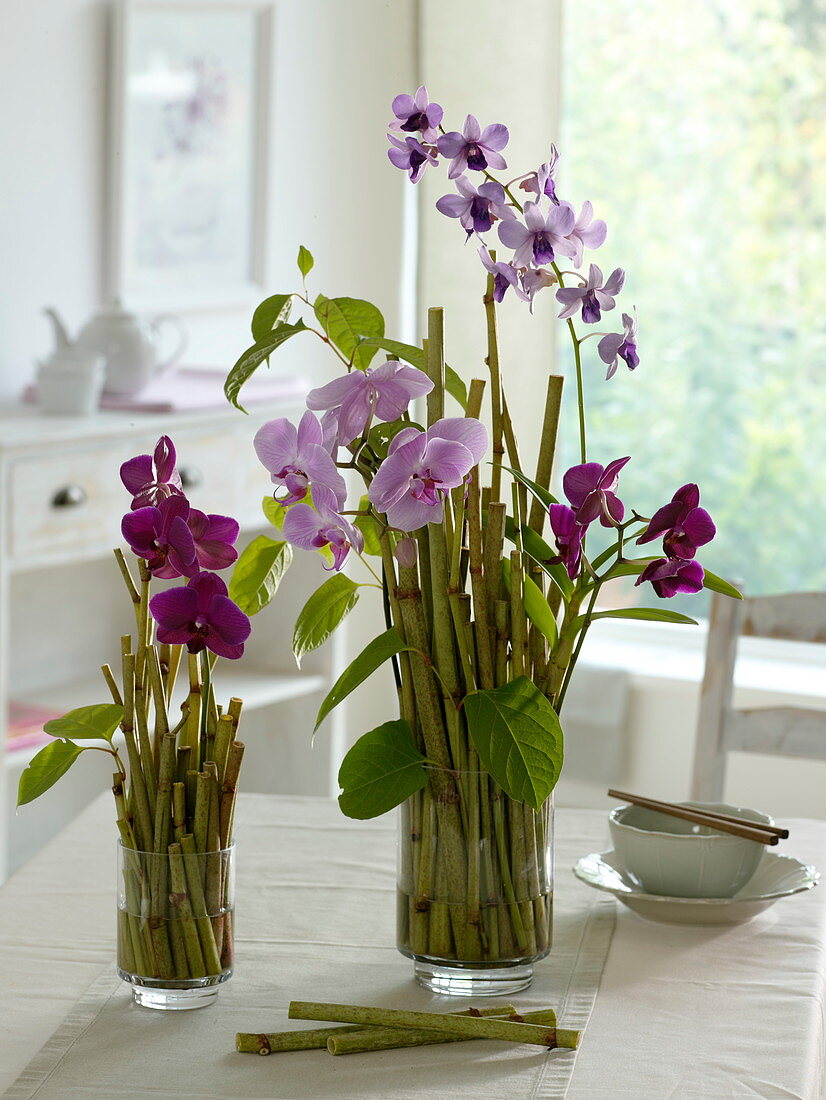 Arrangements of orchids in glass vases