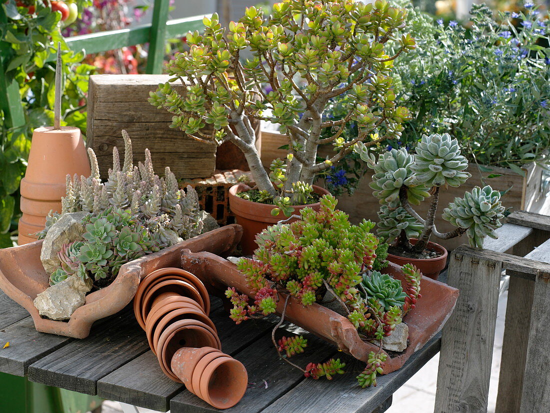 Gemischte sukkulente Pflanzen in Terracotta auf Holztisch