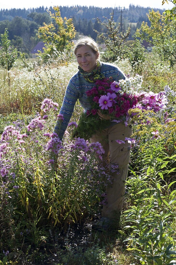 Frau schneidet Blumen im Asternbeet