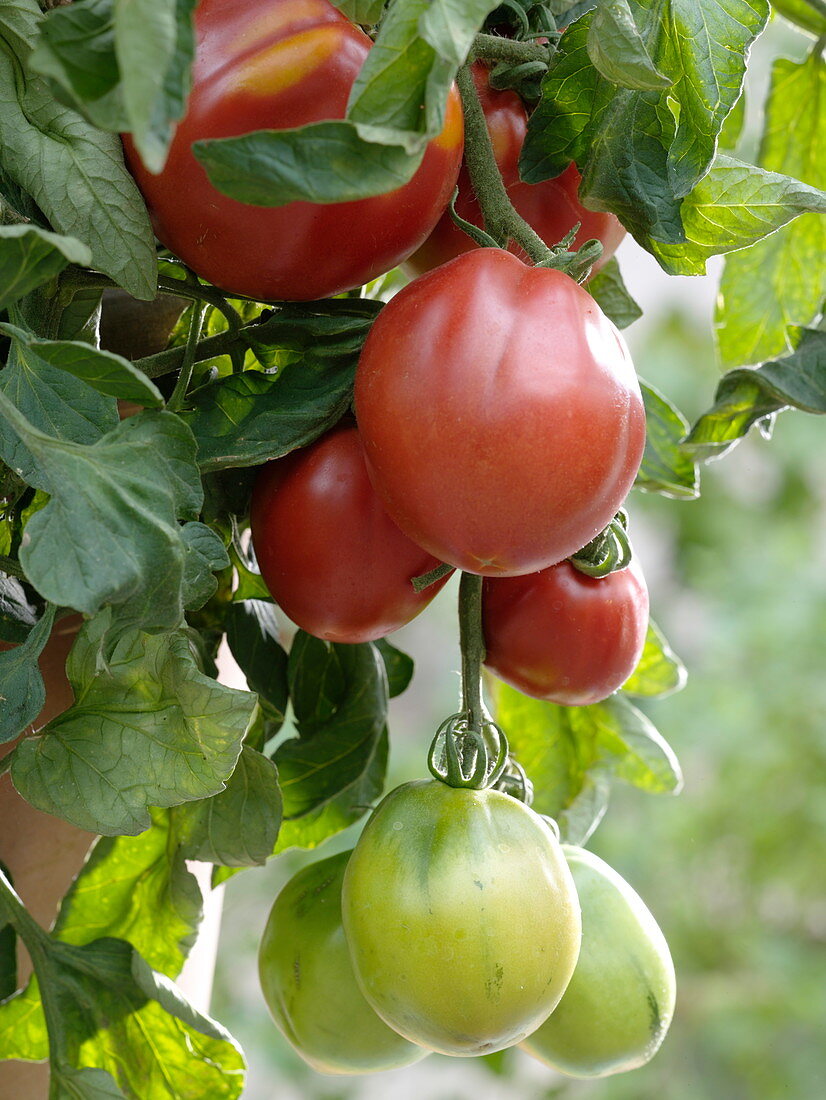 Tomato 'Fourstar F1' syn. 'Oxheart' syn. 'Oxheart'