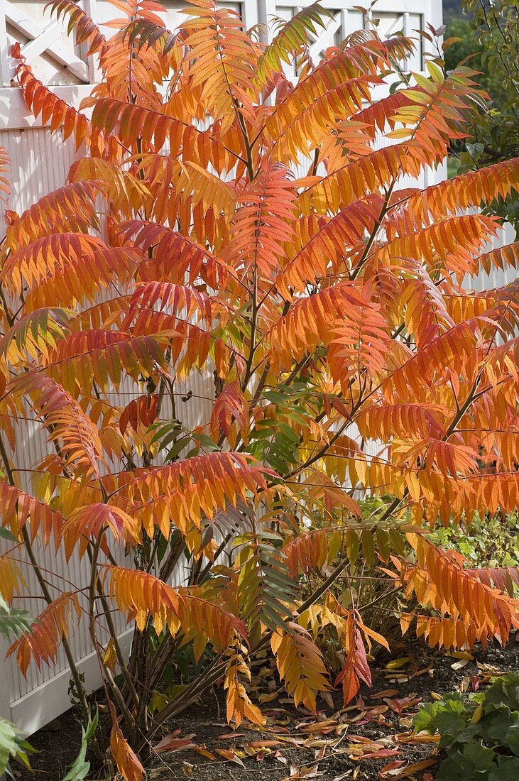 Rhus typhina (Essigbaum) in leuchtender Herbstfarbe
