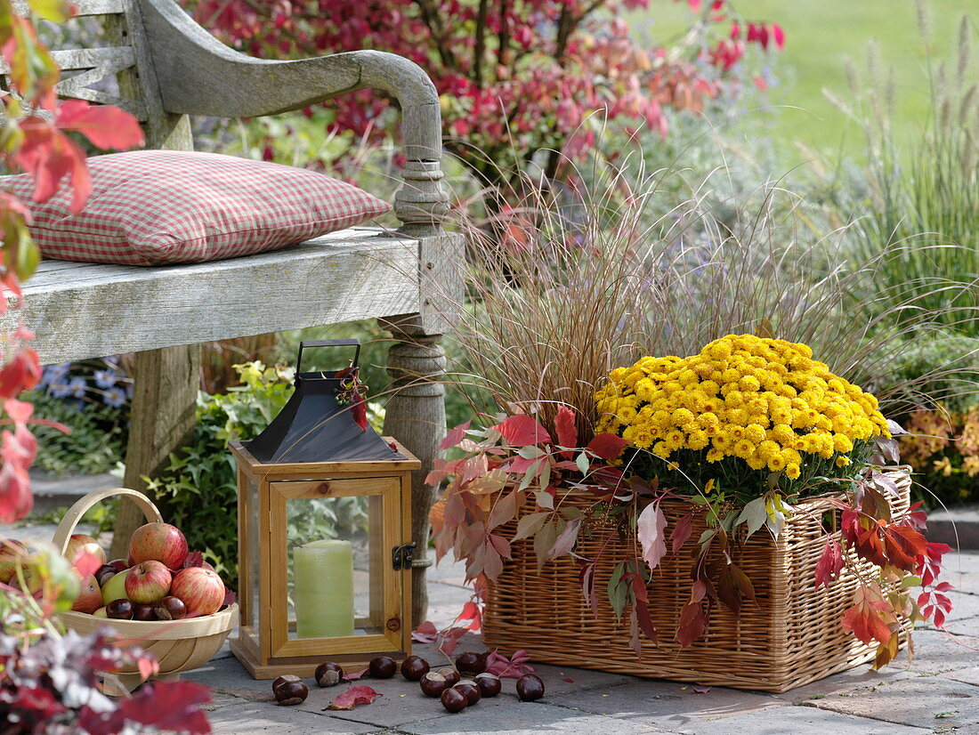 Autumnal decoration with chrysanthemum in front of the bank