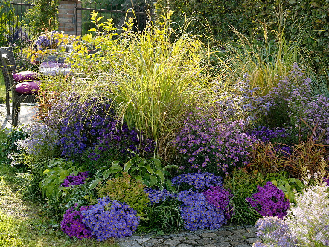 Autumn bed with asters and grasses