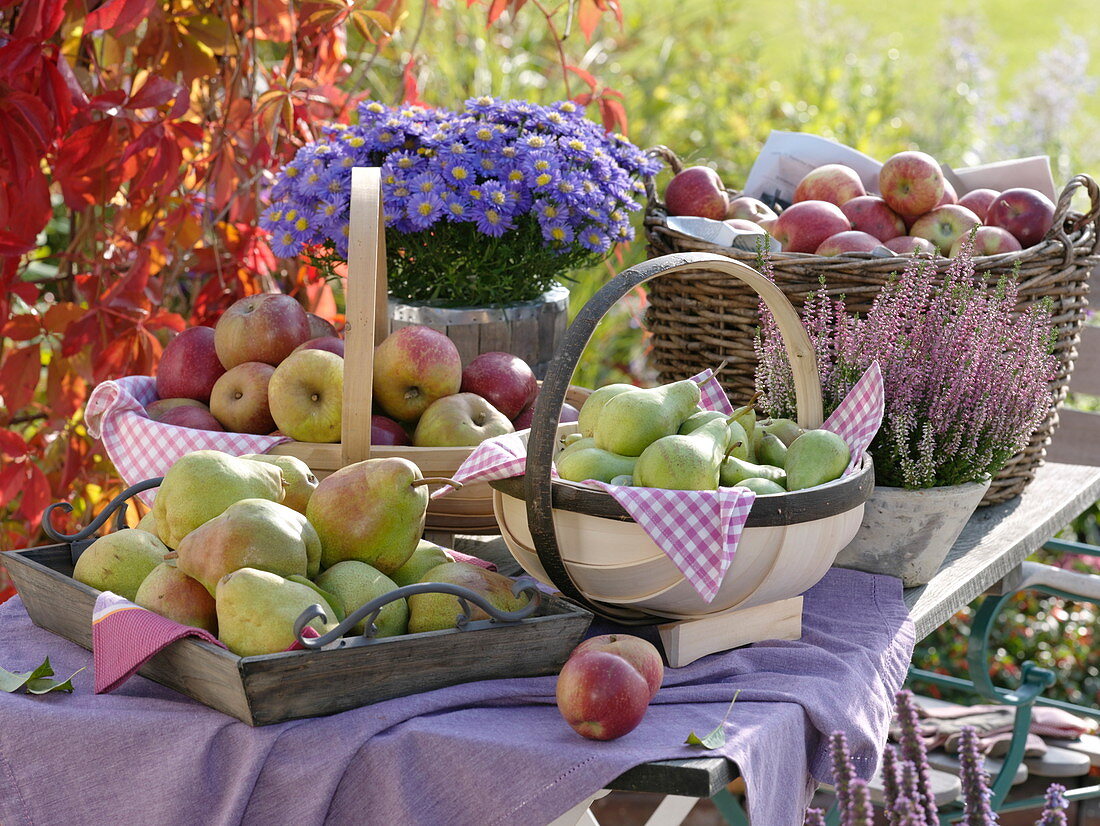 Harvest table with apples and pears