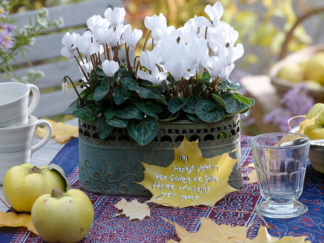 Cyclamen persicum Halios 'Dhiva White' in metal jardiniere