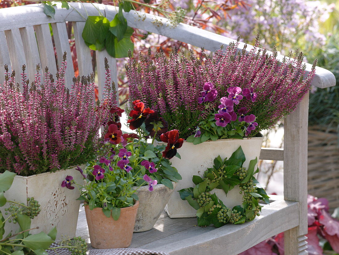 Calluna Garden Girls 'Amethyst' (Knospenblühende Besenheide)