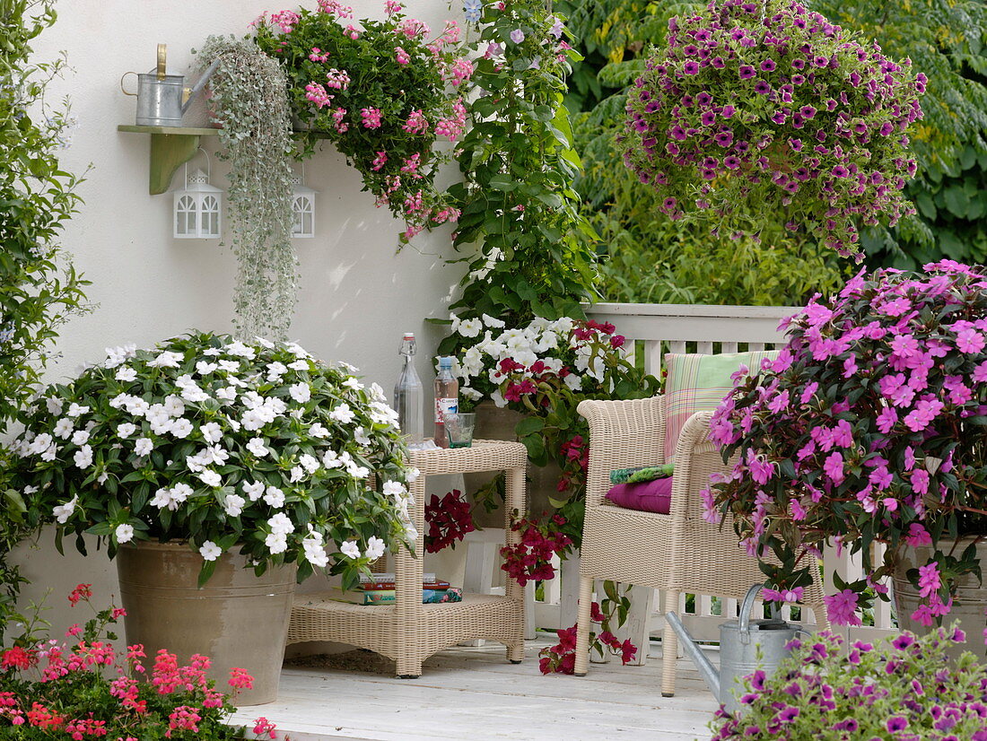 Surfinia 'Pretty Much Picasso' 'Veranda White' (Hänge - Petunie), Impatiens