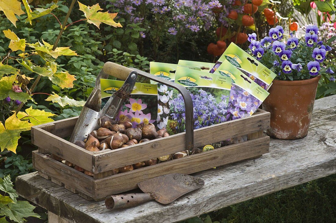 Holzkorb mit Blumenzwiebeln und Werkzeug