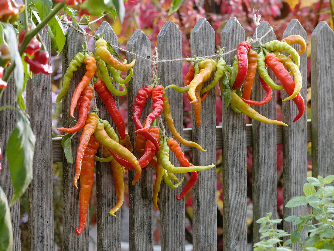 Peperoni 'Lombardo' (Capsicum) an Schnur am Zaun zum Trocknen aufgehängt