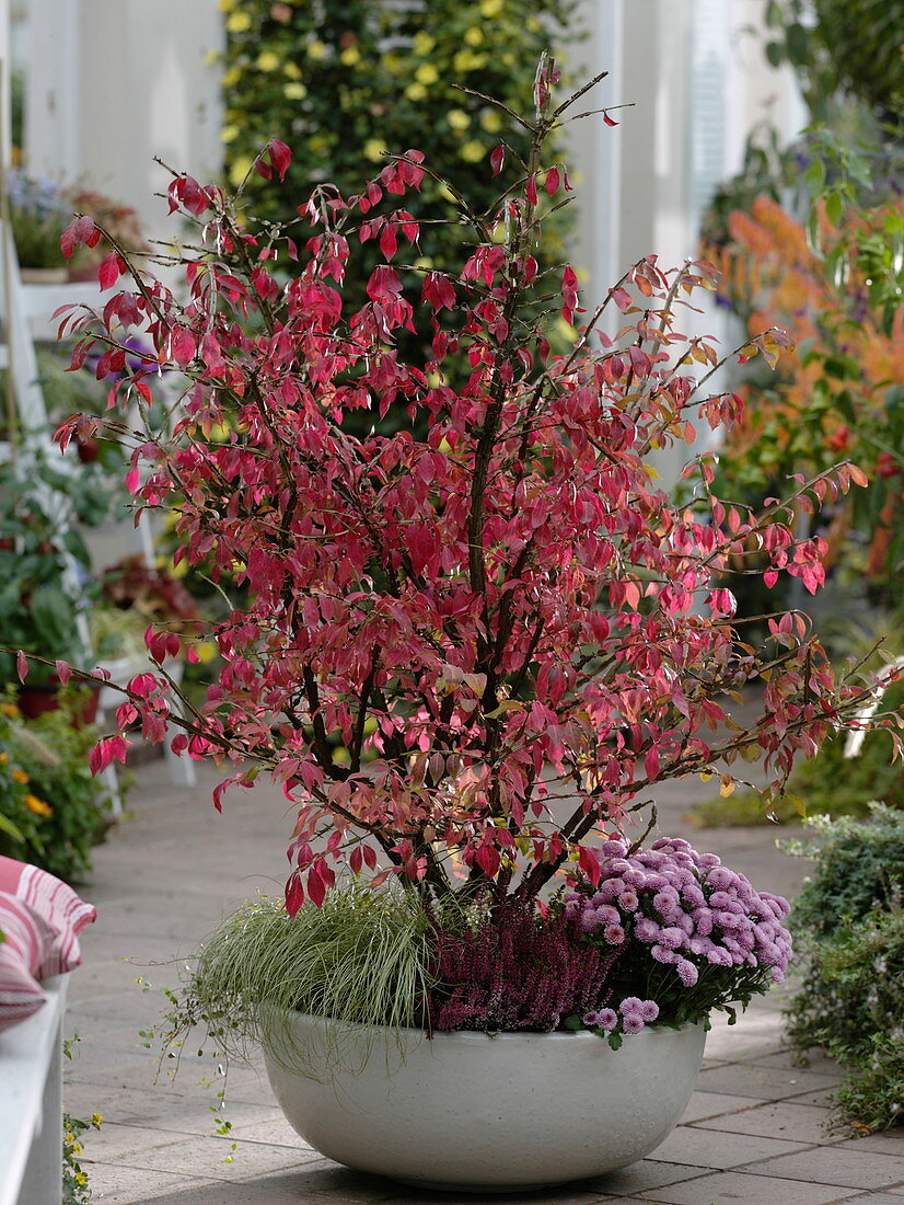 Bowl with cork-stem spindle shrub in autumn coloration