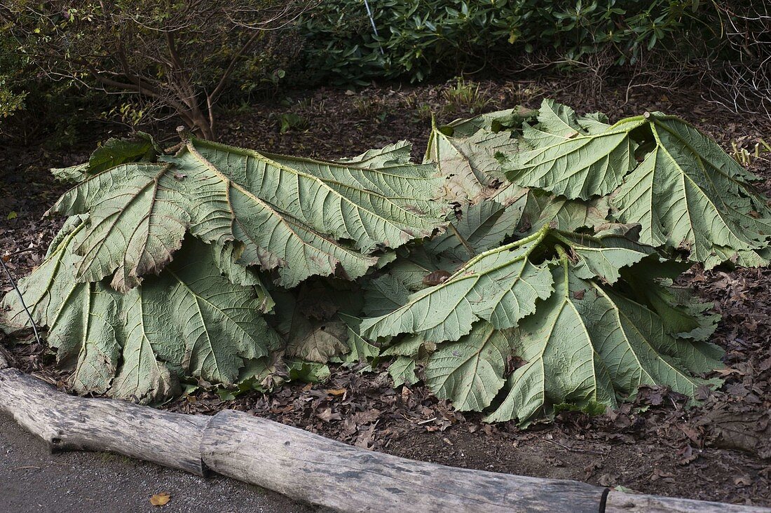 Winter protection for Gunnera manicata (mammoth leaf)