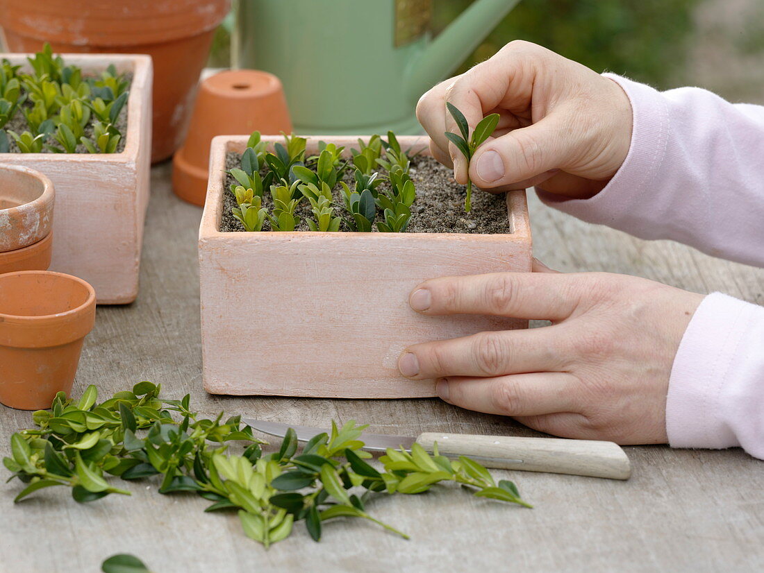 Buxus (Buchsstecklinge, Buchs), Triebspitzen in sandige Erde stecken