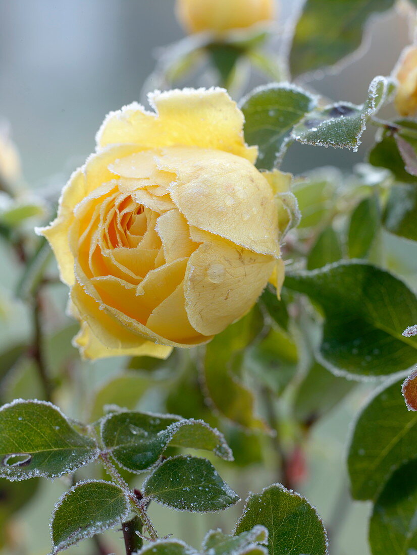Rosa 'Sunlight Romantica' (rose from BKN-Strobel), yellow bedding rose