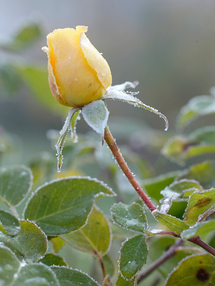 Rosa 'Sunlight Romantica' (Rosa von BKN-Strobel), gelbe Beetrose